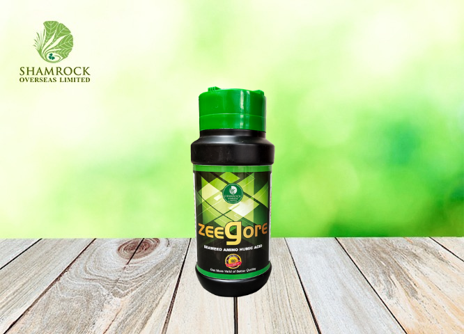 Zeegore Shamrock Overseas